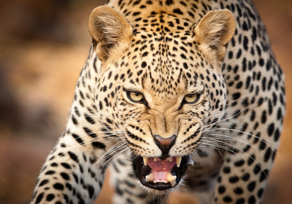 Wildlife Photography in South Africa