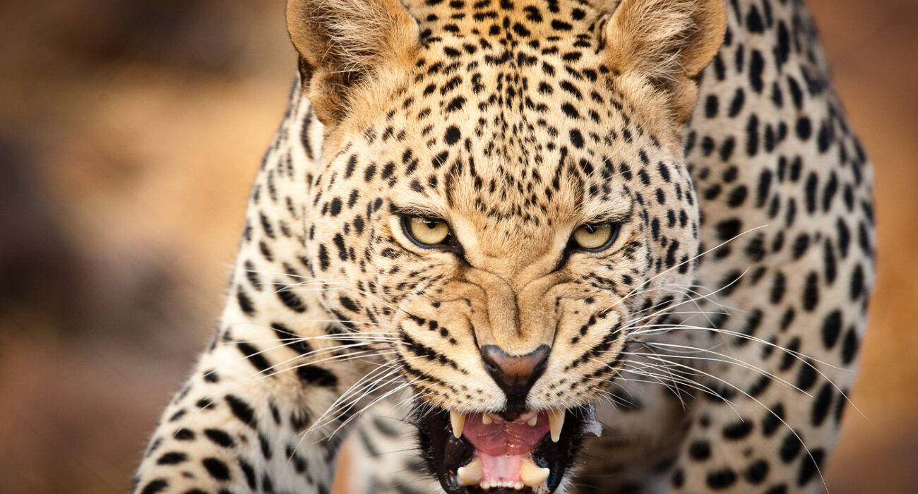 Wildlife Photography in South Africa