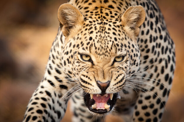 Wildlife Photography in South Africa