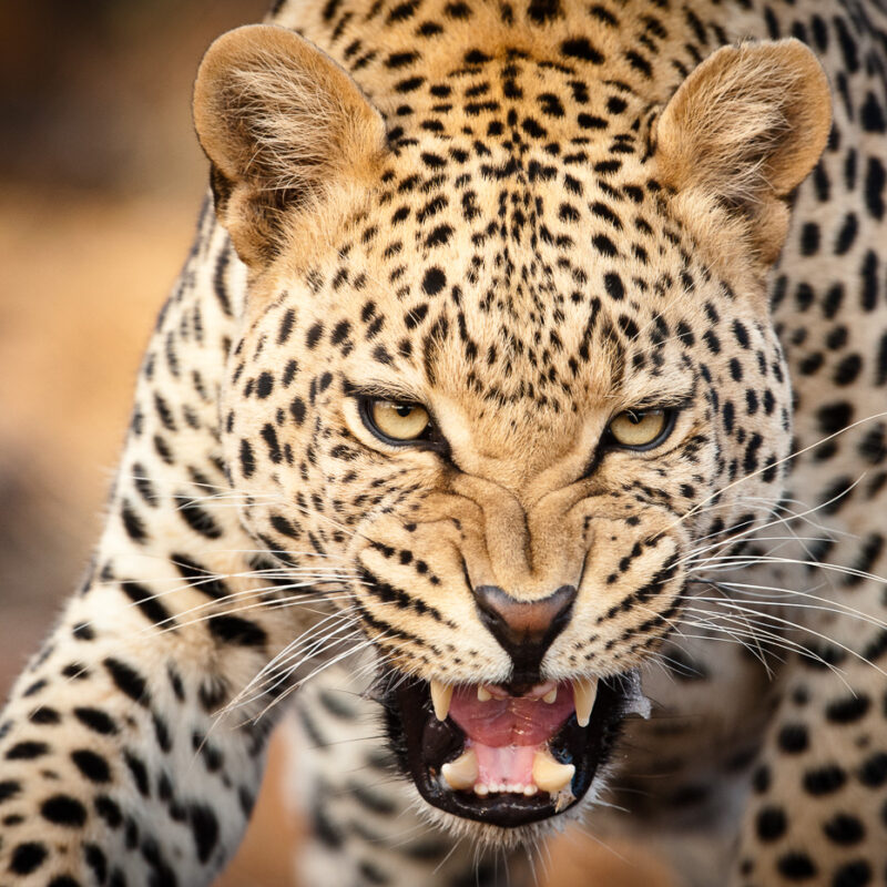 Wildlife Photography in South Africa